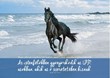 Képeslap-csomag Vágtató ló a tengerparton